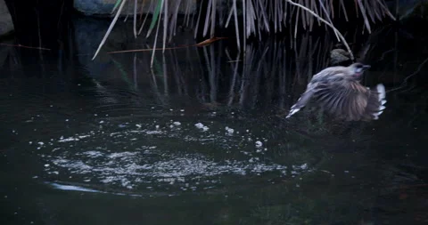 Close up of Wattle Bird taking a bath Stock Footage 137490953