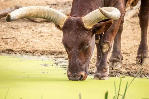 Close up watusi drinking from a pond Stock Photos
