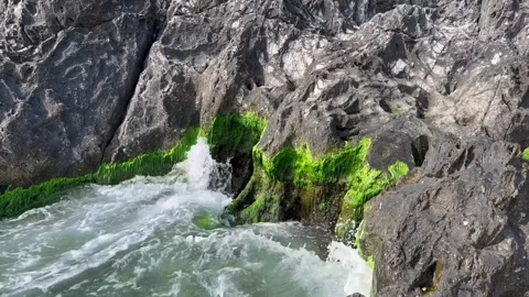 Close-up waves crash on seaweed rocks - stock video Stock Footage 240339121