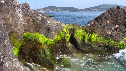 Close-up waves crash on seaweed rocks - stock video Stock Footage 240341881