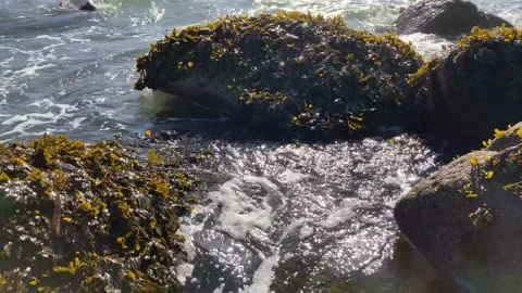 Close up of waves moving around seaweed covered rocks in the ocean Vídeos de archivo 165543719