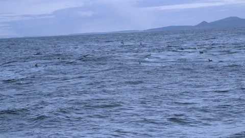 Close up of waves splashing and shark peeking out of the water in grey ocean Stock Footage 138892830