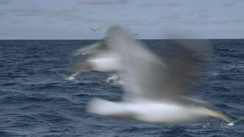 Close up of waves splashing and shark peeking out of the water, United States Stock Footage 138893019