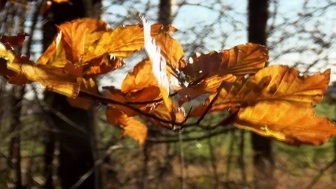Close Up of waving Autumn leaf. Stock Footage 82680273
