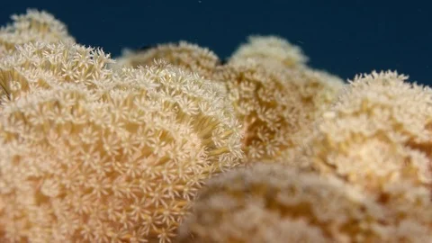 Close up of  Waving hand corals, pulse corals, Indonesia Stock Footage 82843825