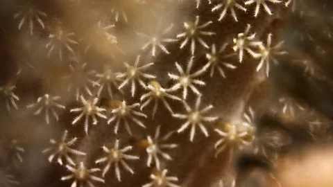 Close up of  Waving hand corals, pulse corals, Indonesia Stock Footage 82843909