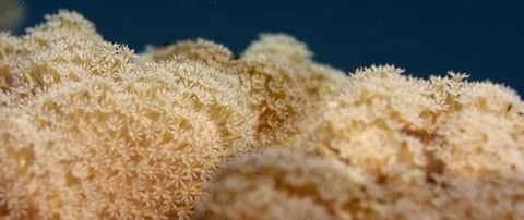 Close up of  Waving hand corals, pulse corals, Indonesia Stock Footage 82864764