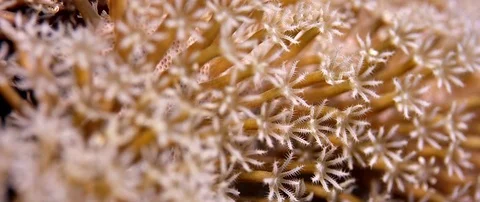 Close up of  Waving hand corals, pulse corals, Indonesia Stock Footage 82876082