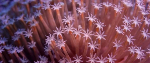 Close up of  Waving hand corals, pulse corals, Indonesia Stock Footage 85292269