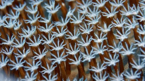 Close up of  Waving hand corals, pulse corals, Indonesia 動画素材 98826541