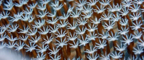 Close up of  Waving hand corals, pulse corals, Indonesia Video stock 99189481