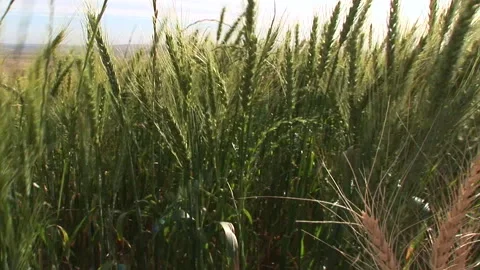 Close up of a waving wheat field Stock Footage 310388277