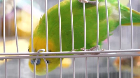 Close-up of a wavy green parrot in a cage. Zoo shop selling exotic birds. pets c Video stock 177762002