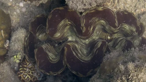 Close Up of Wavy Mantle Pattern on Tropical Giant Clam 動画素材 337924943