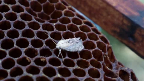 Close up of a wax moth resting on a honeycomb frame, emphasizing the delicate Stock Footage 277209102