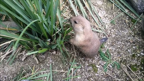 Close Up Weasel Stock Footage 123345659