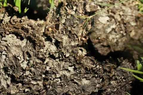 Close up Of Weathered Bark Texture Foto stock