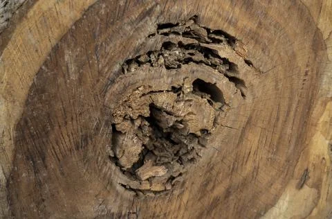 Close up of weathered bleached timber stump creating background wallpaper Stock Photos