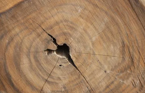 Close up of weathered bleached timber stump creating natural background wallp Stock Photos
