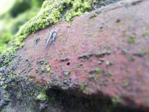 Close-up of weathered brick with moss and lichen growth. Fotos Stock