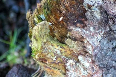 Close-up of weathered, decaying tree bark featuring rough textures, patches.. 스톡 사진
