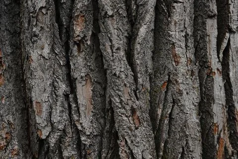 Close-up of weathered deeply textured gray-brown tree bark Foto stock
