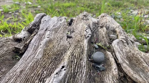 Close Up of Weathered Driftwood Log on a Pebble Shore Stock Footage 340007351