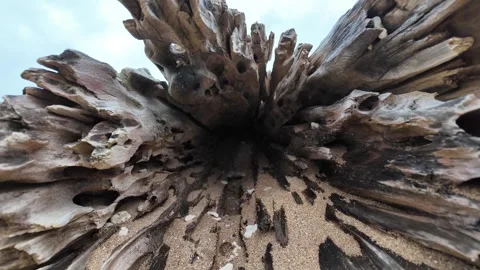 Close-up of a weathered driftwood root with the beach in Kauai Hawaii Stockbeeldmateriaal 348731467