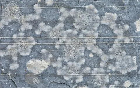 Close up of a weathered grey stone surface with white lichen patches and ho.. Stock Photos