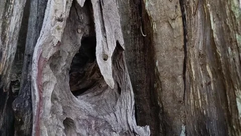 Close Up of Weathered Ironwood Trunk Texture with Natural Grain Stock Footage 340490201