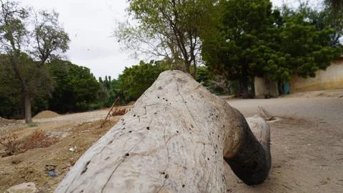 Close up of weathered log with trees behind Foto stock