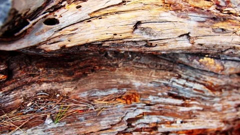 Close-up of Weathered Pine Bark Textures Stock Footage 333523938