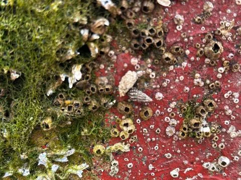 Close-up of weathered red surface covered with barnacles and green algae Stock Photos