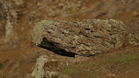 Close-up of weathered rock with moss and lichen in a dry, earthy landscape Stock Footage 297469841