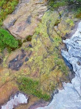 Close-up of weathered rock surface covered with colorful moss and lichen Stock Photos