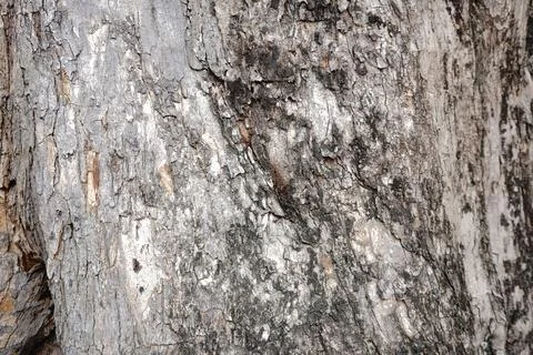 Close-up of weathered rough tree bark 写真素材