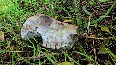 Close up of a weathered skull in grass showing bone texture with teeth and .. Stock Footage 323440445
