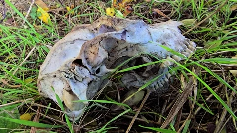 Close up of a weathered skull in grass showing bone texture with teeth and .. Stock Footage 323791139