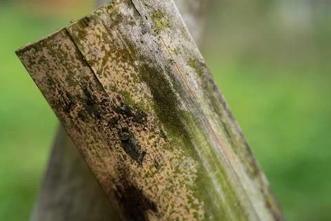 Close up of weathered split bamboo covered in green moss Fotos de archivo