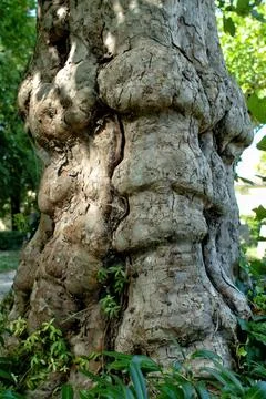 Close-up weathered stone statue of old human face in garden with greenery p.. Stock Photos