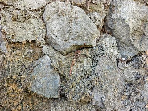 Close Up of Weathered Stone Wall with Moss and Dried Roots Stock Photos