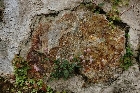 Close-up of a weathered stone wall Fotos de archivo