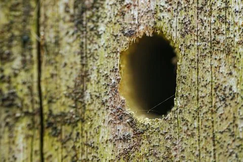 A close-up of weathered tree bark covered in green moss with numerous holes. Stock Photos