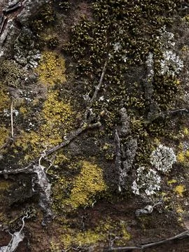 Close-up weathered tree bark covered with moss, lichen and twigs, rugged deta 스톡 사진