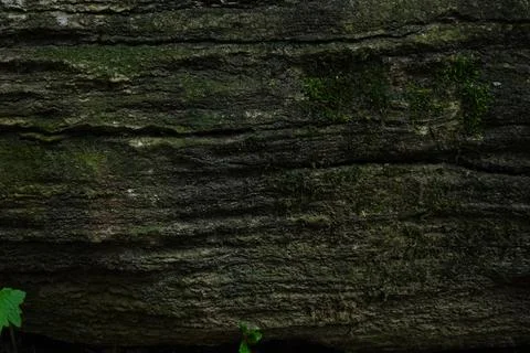 Close-up of weathered tree bark covered 스톡 사진