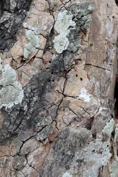 Close-up of Weathered Tree Bark with Cracks and Lichen Stock Photos