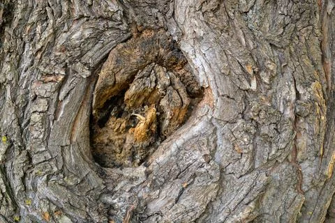 Close-up of weathered tree bark with deep, circular hollow Stock Photos