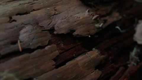 Close-up of Weathered Tree Bark Stock Footage 288902678