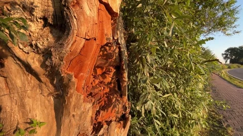 Close Up of Weathered Tree Bark Stock Footage 344329021
