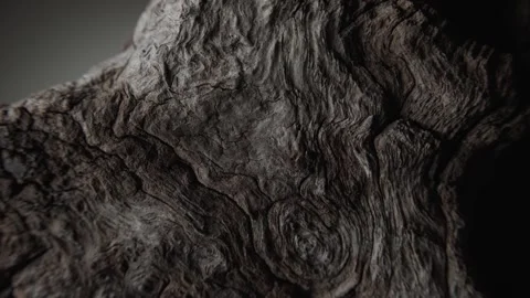 Close-Up of Weathered Tree Bark with Intricate Texture Stock Footage 289845961
